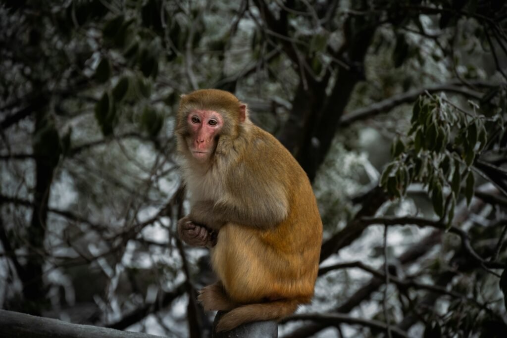 Ifrane Travel wildlife scene featuring a Barbary macaque sitting in the cedar forests of Ifrane, Morocco