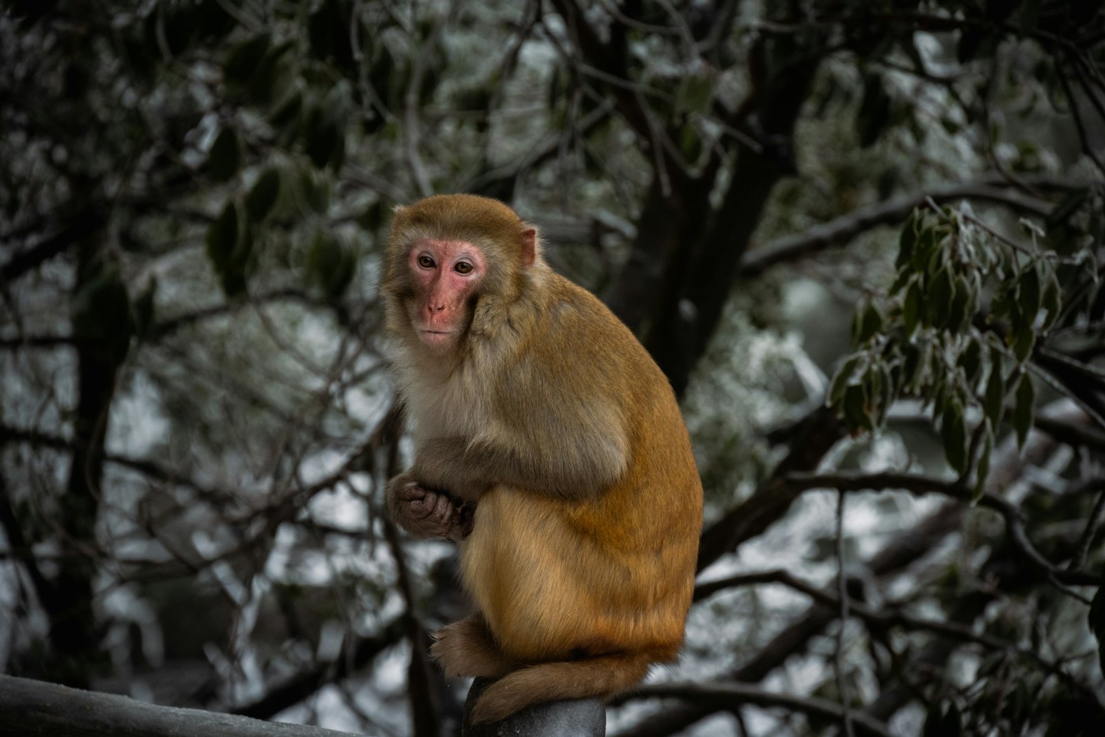 Ifrane Travel wildlife scene featuring a Barbary macaque sitting in the cedar forests of Ifrane, Morocco