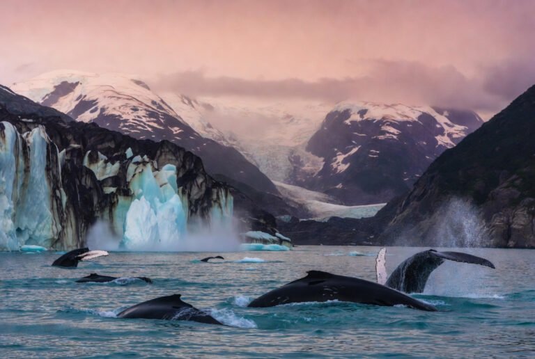 Epic Alaska travel glacier calving with humpback whales breaching in turquoise waters surrounded by snow-capped mountains.