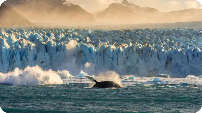 Tidewater glacier calving in Alaska with whale breaching for Alaska travel